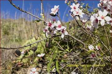 Manto de tonos blancos y rosas en Gran Canaria (Reportaje gráfico de Ildefonso Rodríguez)